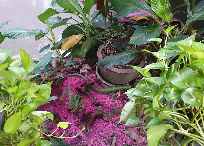 Casa Scarlet * Bangkok